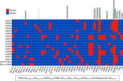 Novel Chromosome-Borne Accessory Genetic Elements Carrying Multiple Antibiotic Resistance Genes in Pseudomonas aeruginosa